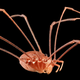 Illustration for article titled 11 Glittering Insects From the US Geological Surveys Bug Collection